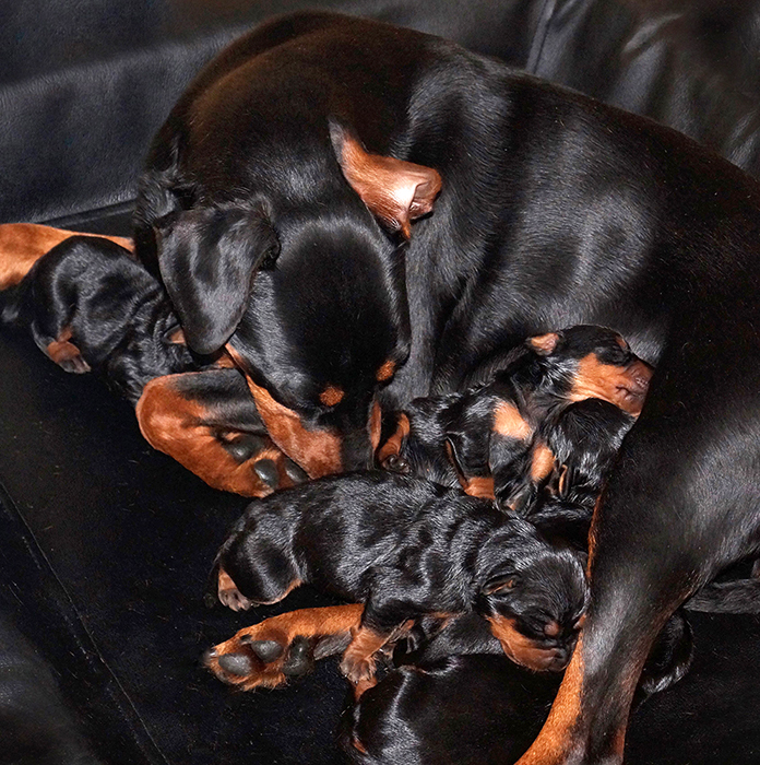 Pinscher * Xélanc Young Yezzie med Xlanc Kindly K kull * 1 vecka